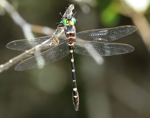 Male
2008_09_18_FL